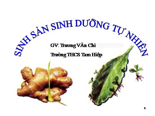 Bài 26. Sinh sản sinh dưỡng tự nhiên