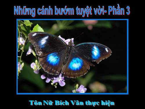 Những cánh bướm tuyệt vời (phần3)