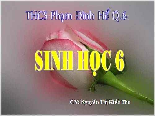 Bài 26. Sinh sản sinh dưỡng tự nhiên