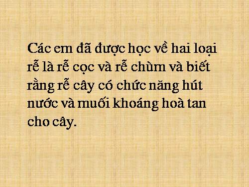 Bài 12. Biến dạng của rễ