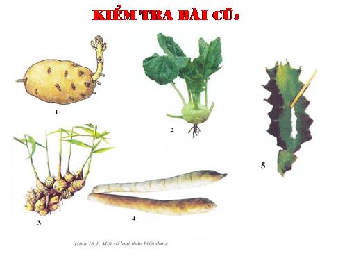 Bài 19. Đặc điểm bên ngoài của lá