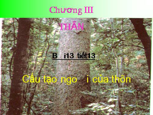 Bài 13. Cấu tạo ngoài của thân