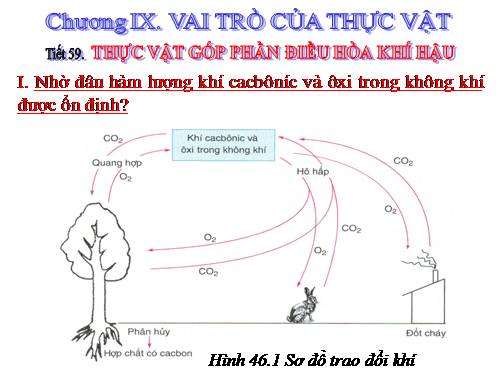 Bài 46. Thực vật góp phần điều hoà khí hậu