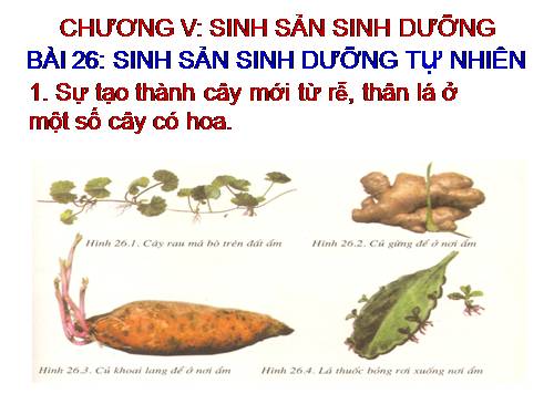 Bài 26. Sinh sản sinh dưỡng tự nhiên