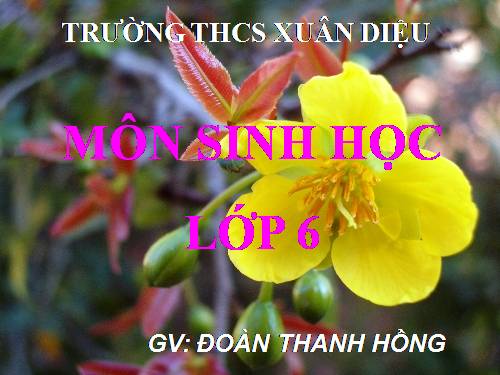 Bài 27. Sinh sản sinh dưỡng do người