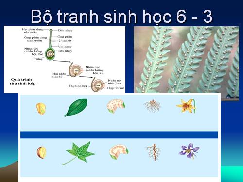 Bộ tranh sinh học 6 - 3