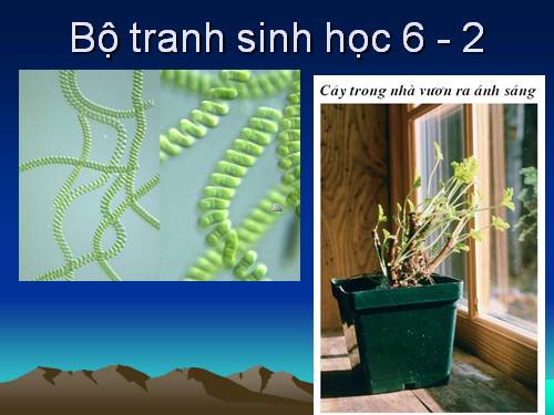 Bộ tranh sinh học 6 - 2