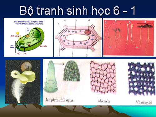 Bộ tranh sinh học 6 - 1