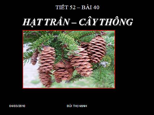 Bài 40. Hạt trần - Cây thông