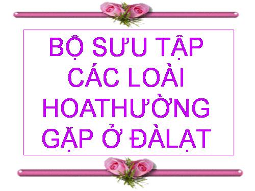 Một số loài hoa Dalat