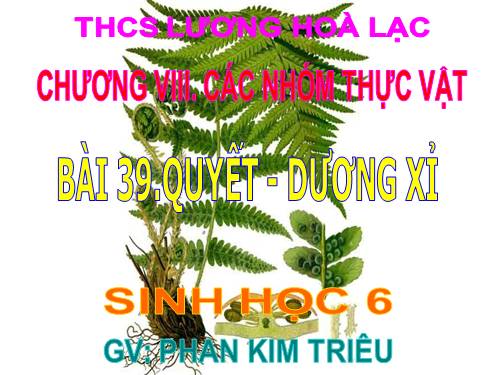 Bài 39. Quyết - Cây dương xỉ