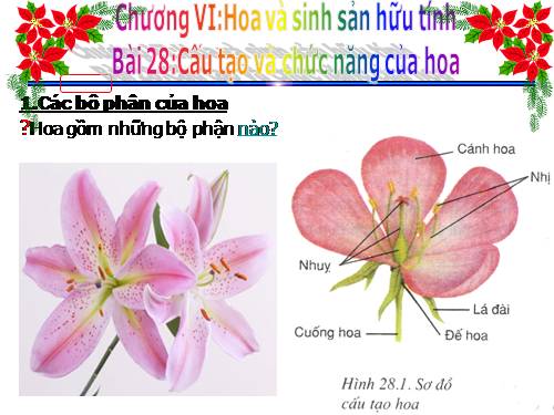 Bài 28. Cấu tạo và chức năng của hoa