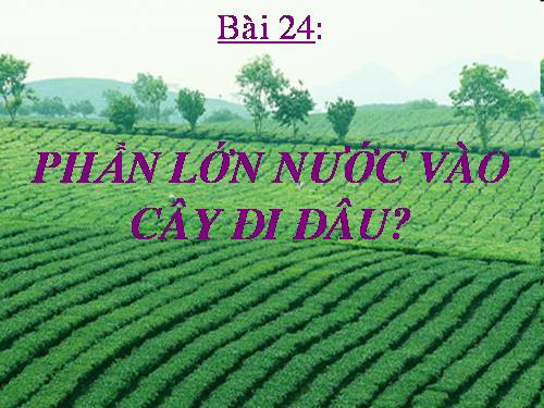 Bài 24. Phần lớn nước vào cây đi đâu?