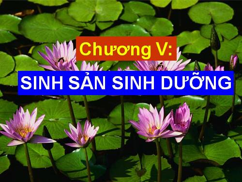 Bài 26. Sinh sản sinh dưỡng tự nhiên