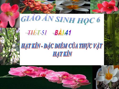 Bài 41. Hạt kín - Đặc điểm của thực vật Hạt kín