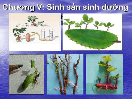 Bài 27. Sinh sản sinh dưỡng do người