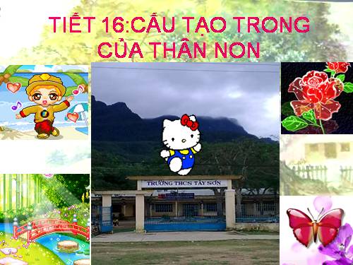 Bài 15. Cấu tạo trong của thân non