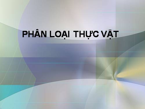 Phân lớp Hoa Hồng 01