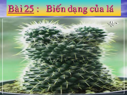 Bài 12. Biến dạng của rễ