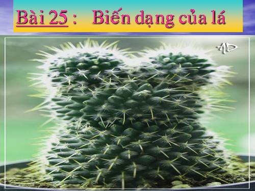 Bài 25. Biến dạng của lá