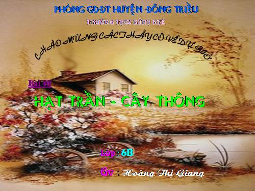 Bài 40. Hạt trần - Cây thông