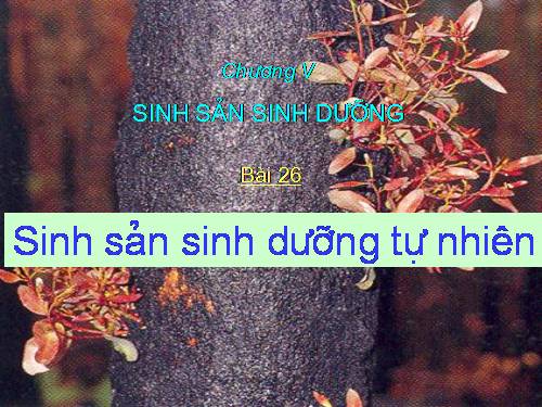 Bài 26. Sinh sản sinh dưỡng tự nhiên