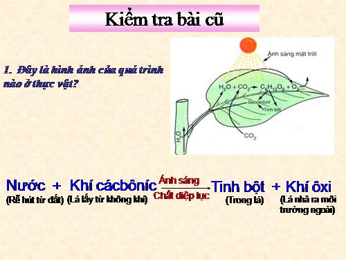 Bài 23. Cây có hô hấp không?