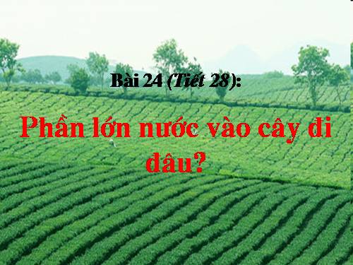 Bài 24. Phần lớn nước vào cây đi đâu?