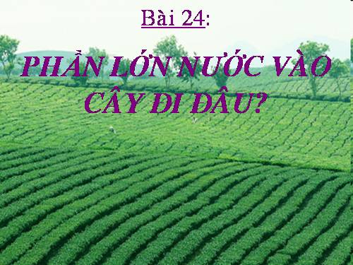 Bài 24. Phần lớn nước vào cây đi đâu?