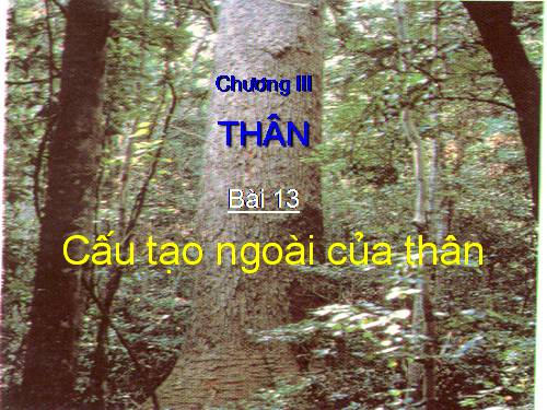 Bài 13. Cấu tạo ngoài của thân