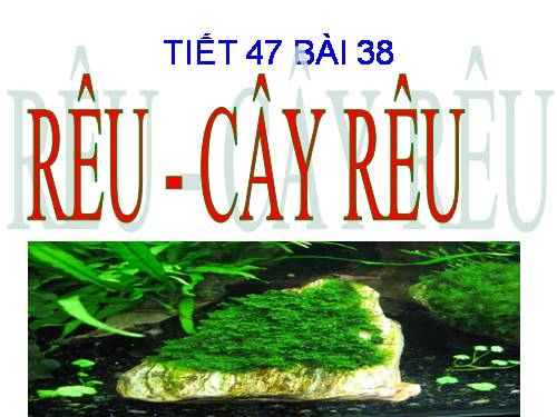 Bài 38. Rêu - Cây rêu