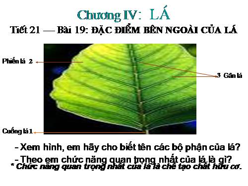 Bài 19. Đặc điểm bên ngoài của lá