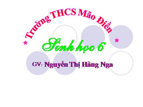 Bài 15. Cấu tạo trong của thân non