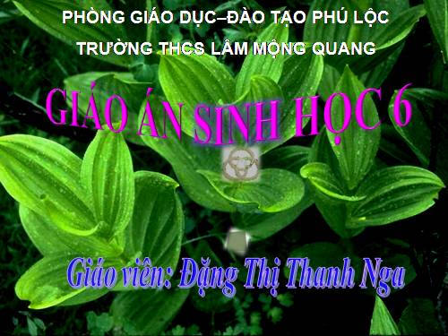 Bài 21. Quang hợp