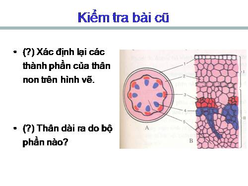 Bài 16. Thân to ra do đâu ?