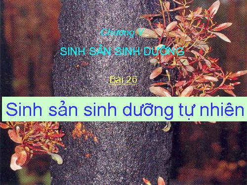 Bài 26. Sinh sản sinh dưỡng tự nhiên