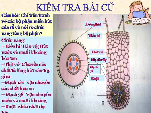 Bài 11. Sự hút nước và muối khoáng của rễ