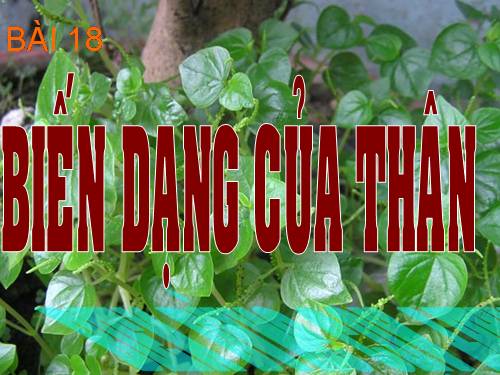 Bài 18. Biến dạng của thân