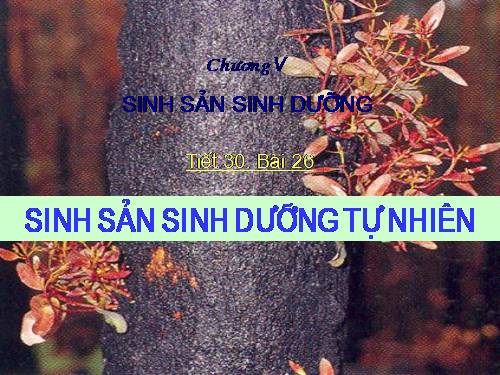 Bài 26. Sinh sản sinh dưỡng tự nhiên