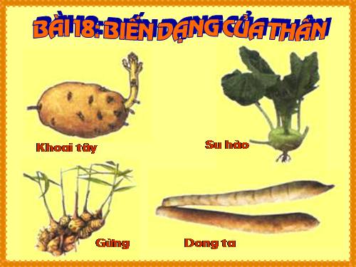 Bài 18. Biến dạng của thân