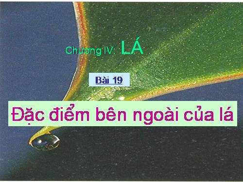 Bài 19. Đặc điểm bên ngoài của lá