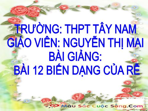 Bài 12. Biến dạng của rễ