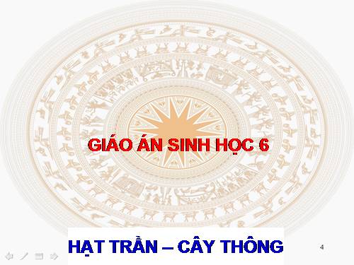 Bài 40. Hạt trần - Cây thông