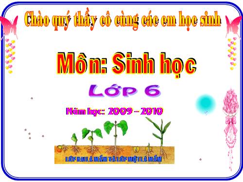 Bài 42. Lớp Hai lá mầm và lớp Một lá mầm