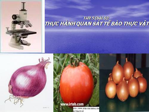 Bài 6. Quan sát tế bào thực vật