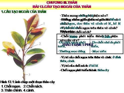 Bài 13. Cấu tạo ngoài của thân