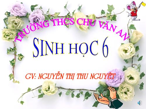 Bài 40. Hạt trần - Cây thông