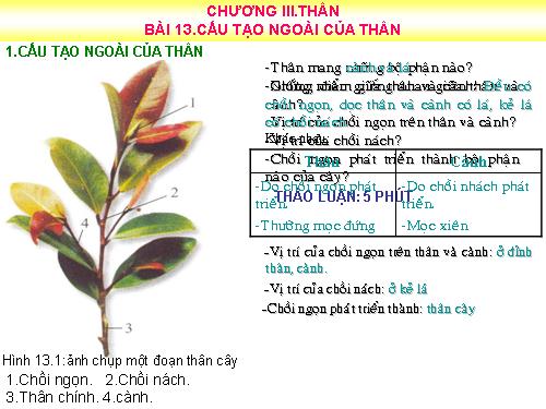 Bài 13. Cấu tạo ngoài của thân