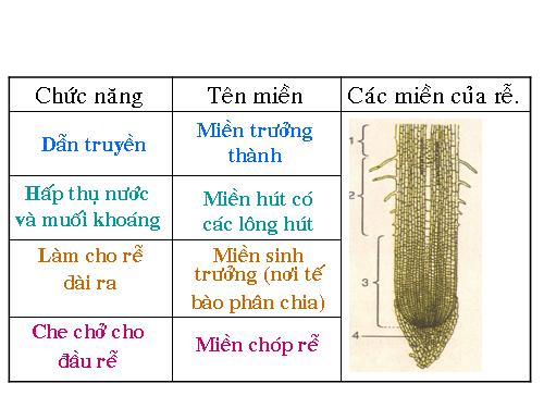 Bài 10. Cấu tạo miền hút của rễ