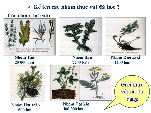 Bài 43. Khái niệm sơ lược về phân loại thực vật